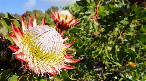 How To Plant Grow And Care For Protea Plants