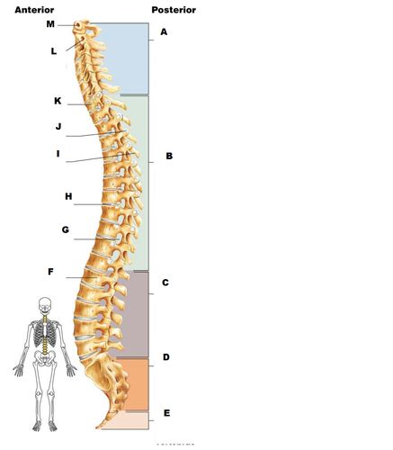 Vertebral Column Diagram Flashcards Quizlet