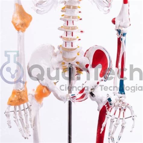 Modelo Anatomico De Esqueleto Con Musculos Y Ligamentos Cm Quantech