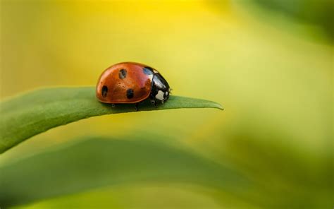 Wallpaper 1920x1200 Px Ladybugs 1920x1200 Wallpaperup 1239647