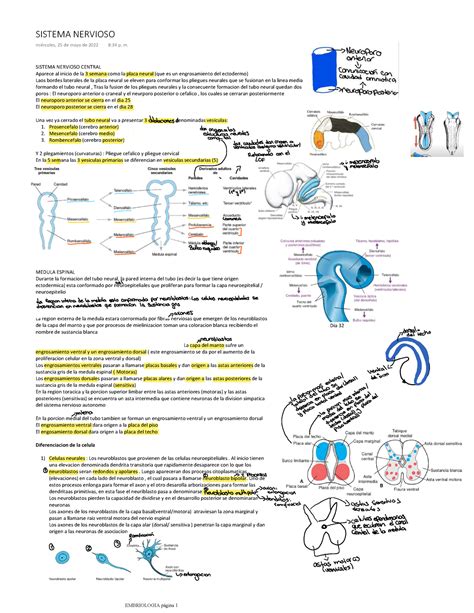 Sistema Nervioso Resumen Langman Sistema Nervioso Central Aparece