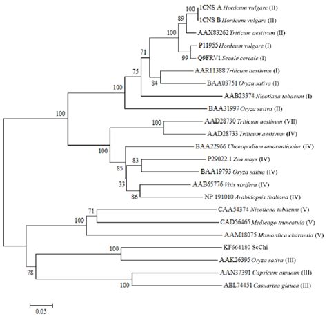 Phylogenetic Analysis Of Deduced Amino Acid Sequence From ScChi