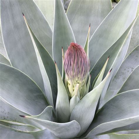 Blooming Agave Sukkulenten Pflanzen Agaven