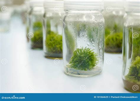 Orchid Cell Plant Tissue Culture Stock Image Image Of Humidity Glass