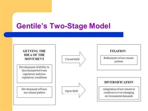 Motor Development Ch 4 Stages Of Skill Acquisition Flashcards Quizlet