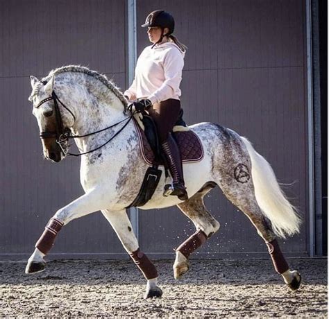 Pin van Jupinkle op Dressage | Mooie paarden, Paarden, Paard mode