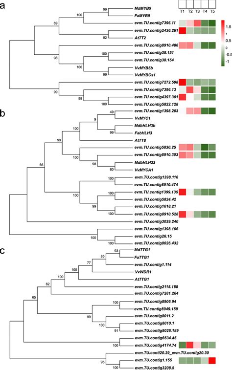 Phylogenetic Trees Of The Myb Bhlh Wd Complex Members In C Pcna