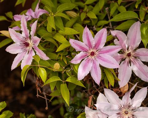 Clematis And Roses Southwest Desert Gardeningsouthwest Desert Gardening