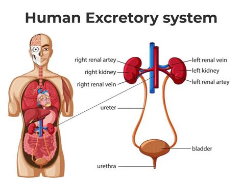 Diagram Of Excretory System Excretory Organs And Functions