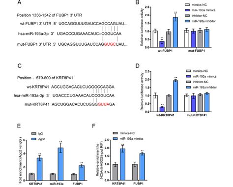 MiR 193a Binds To LncRNA KRT8P41 And The 3 0 UTR Of FUBP1 A And C The