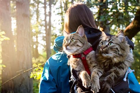 Camping With Cats The Ultimate Guide Deermaple