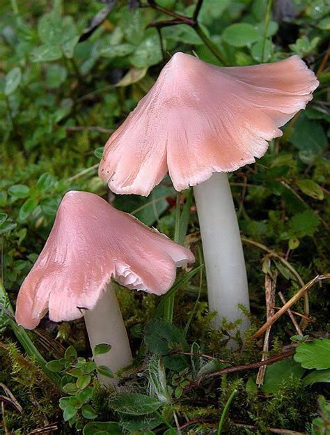 Pink Waxcap Mushrooms Hygrocybe Calyptriformis ~ By Yvona Janotová Stuffed Mushrooms