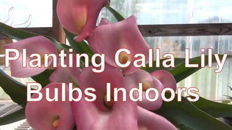 How To Grow Calla Lily Bulbs Planting Calla Lily Bulbs Youtube