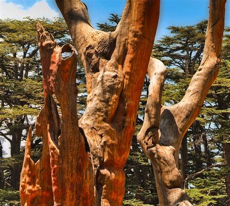 Sculpted Dead Cedar Tree North Lebanon Famous Lebanons C Flickr