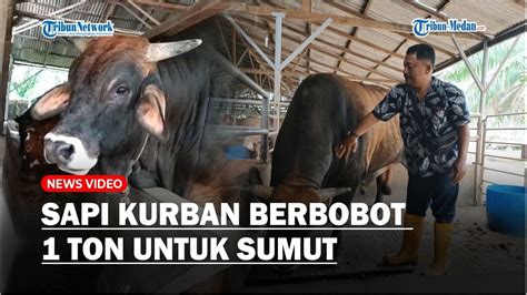 Presiden Jokowi Sumbangkan Sapi Kurban Berbobot 1 Ton Untuk Sumut