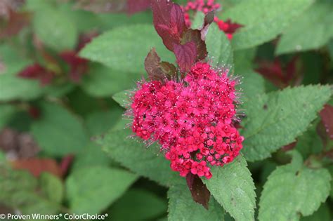 Double Play® Doozie Spirea Plant Addicts