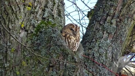 Natur Pur Direkt Vor Der Haust R Taunus Nachrichten