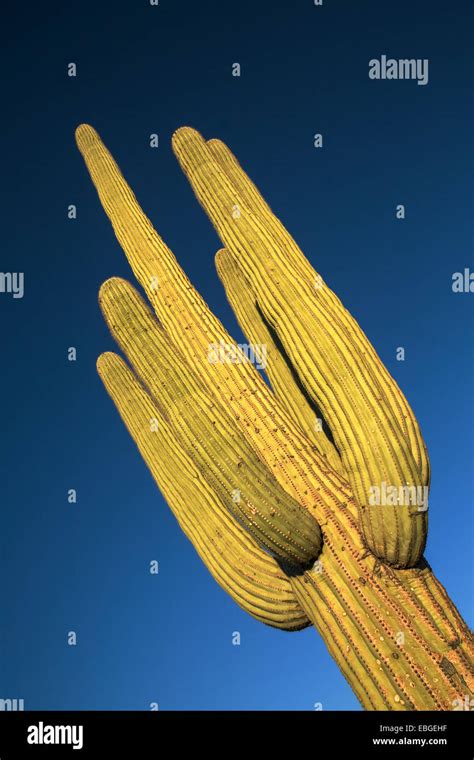 Close Up View Of A Saguaro Cactus Stock Photo Alamy