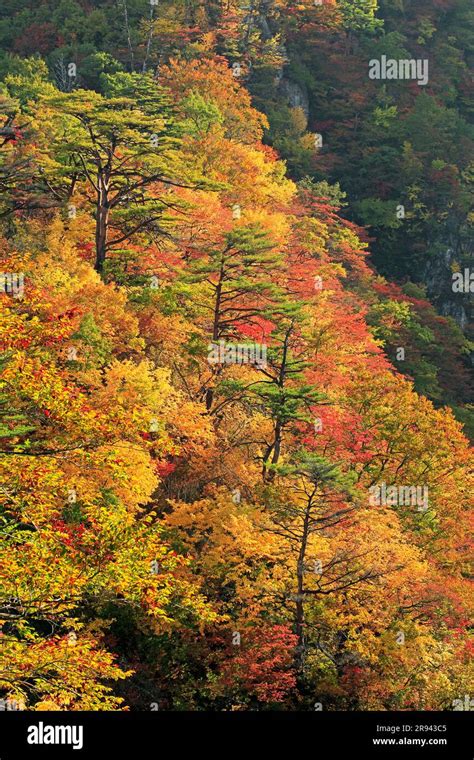 Naruko Hot Spring Hi Res Stock Photography And Images Alamy