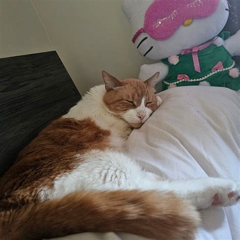 Kitty Cat Geri Spa Red Deer Ab