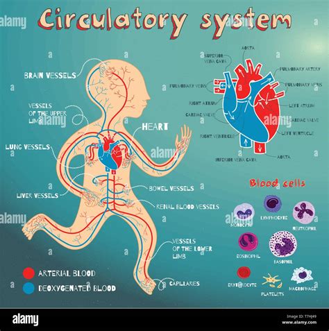 Human circulatory system for kids. Vector color cartoon illustration ...