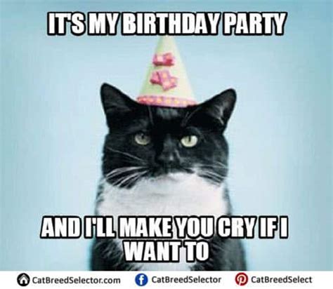 35 Cat Birthday Memes That Are Way Too Adorable SayingImages