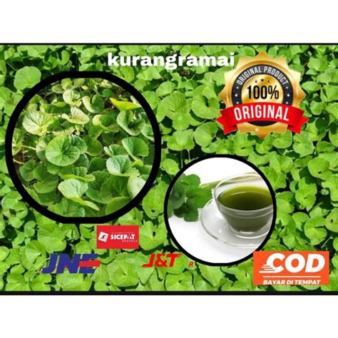 Jual Daun Pegagan Segar Daun Antana Segar Kg Dan G Shopee Indonesia