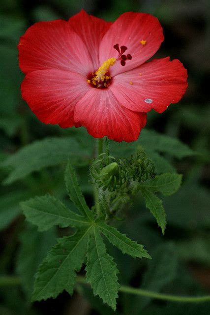 Abelmoschus moschatus subsp. tuberosus | Flower farm, Flora garden ...