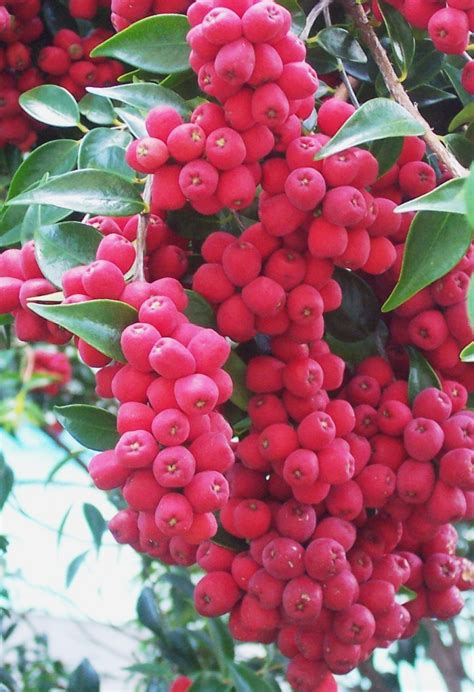 State Fruit Of Queensland Riberry Symbol Hunt