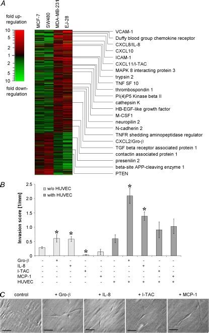 Chemokines Enhanced Tumor Cell Transmigration And Invasion A