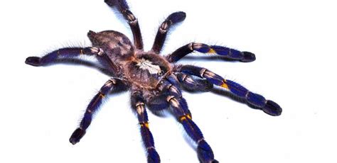 Gooty Sapphire Tarantula - Beautiful Pet, or Deadly Idea?