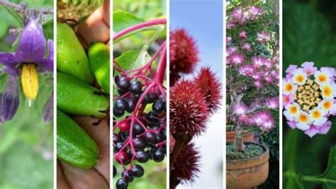 Medicinal plants of the Amazon Rainforest - Healing power