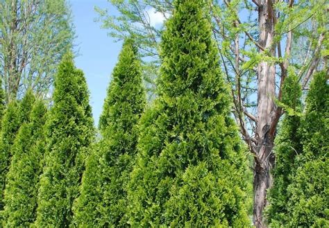 Thuja Green Giant Privacy Screen Plantingtree Thuja Green Giant