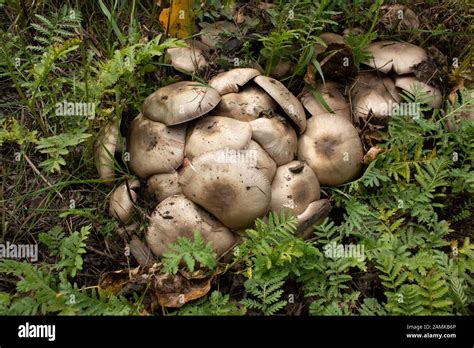 Agaricus Cupreobrunneus Hi Res Stock Photography And Images Alamy