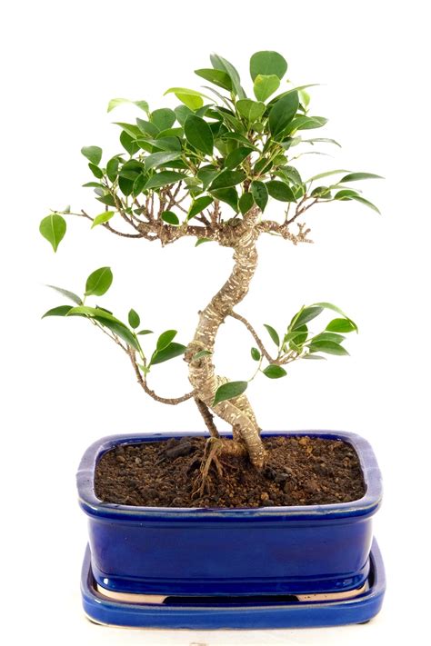 Spectacular Indoor Fig Bonsai For Sale UK - Perfect For Beginners!