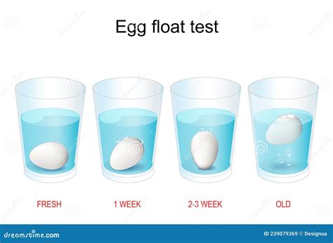 Egg Floating Test Stock Vector Illustration Of Breakfast 239079369