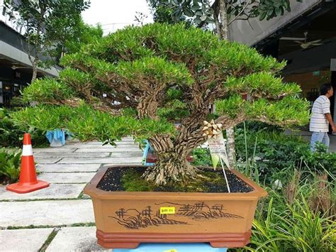 Pin De MARIA ANTONIETA CONTRERAS En Bonsai