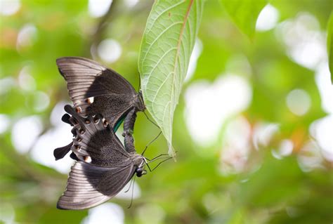 Banco De Imagens Natureza Ramo Asa Folha Flor Animais Selvagens