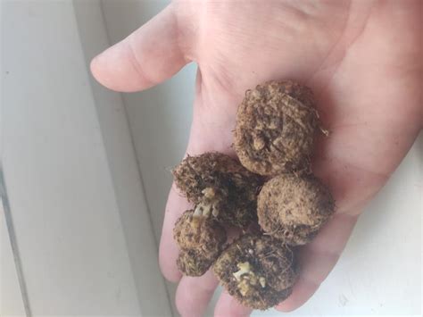 Глоксиния Kaiser Friedrich (Кайзер Фридрих)🌸 - купить луковицы и клубни ...