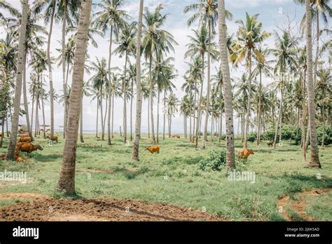 Rural Landscape In Jembrana Regency Bali Indonesia Stock Photo Alamy