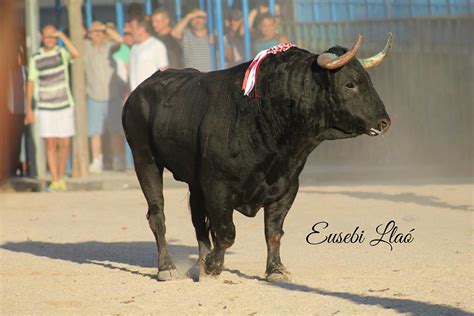 Bou Cerril A Amposta Primera Tarde De Bous A Amposta Amb Flickr