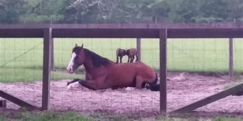 Baby Goats Use A Very Patient Horse As A Climbing Frame And The Whole