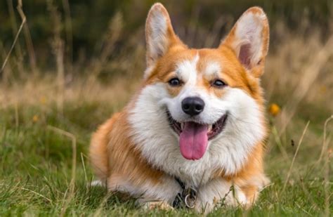 Video: Đôi bạn thân chó Corgi giải tỏa sự ấm ức bằng đấu khẩu