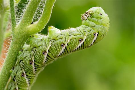 Tomato Hornworm All You Need To Know