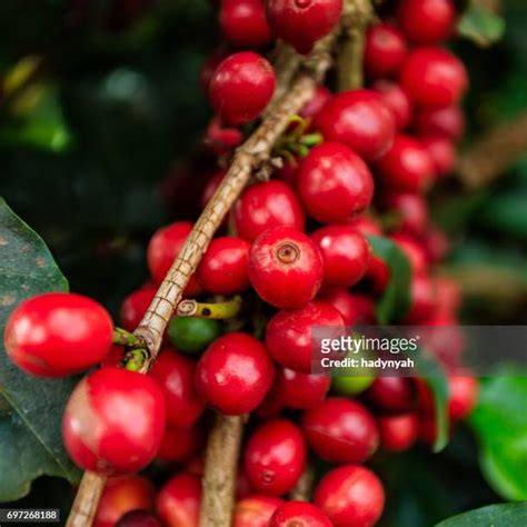 177 Kenya Coffee Beans Stock Photos, High-Res Pictures, and Images ...