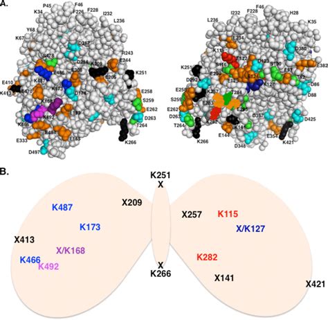 Cyp3a4 Phosphorylation Ubiquitination And Cross Linking Sites A Two Download Scientific