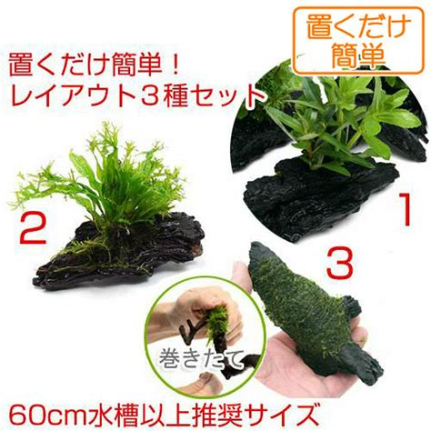 【驚きの値段で】 水草その前に 7袋