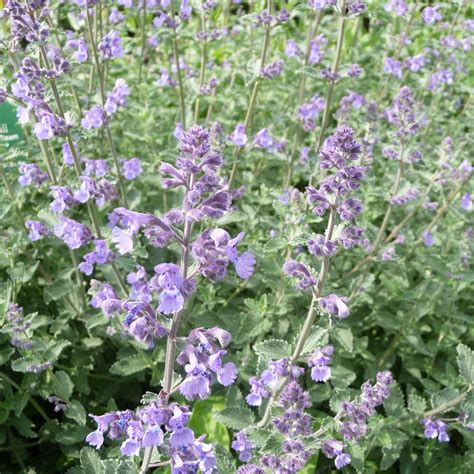 Calamintha Nepeta Marvelette Blue Multiplants