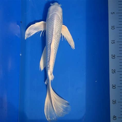 Platinum Butterfly Koi Price 6” Platinum Ogon Butterfly Koi Thekoifish