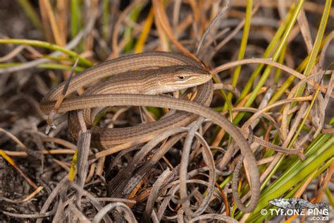 Chamaesaura anguina - Cape Grass Lizard